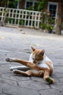 Sevimli evcil kediler. Rengi turuncu ve beyaz.