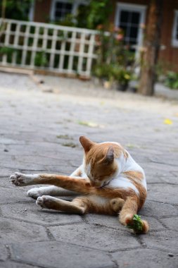 Sevimli evcil kediler. Rengi turuncu ve beyaz.