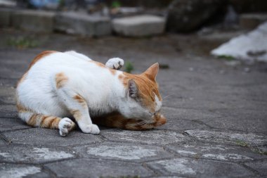 Sevimli evcil kediler. Rengi turuncu ve beyaz.