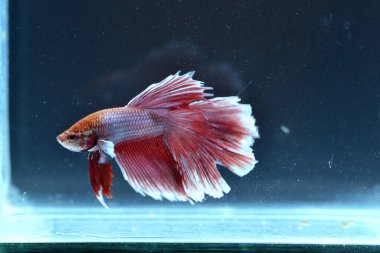 Yarım Ay Beta balığı siyah arka planda izole edilmiş. Beyaz vücut ve kırmızı karışım beyaz kuyruk