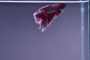 Yarım Ay Beta balığı siyah arka planda izole edilmiş. Beyaz vücut ve kırmızı karışım beyaz kuyruk