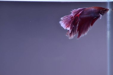 Yarım Ay Beta balığı siyah arka planda izole edilmiş. Beyaz vücut ve kırmızı karışım beyaz kuyruk