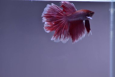 Yarım Ay Beta balığı siyah arka planda izole edilmiş. Beyaz vücut ve kırmızı karışım beyaz kuyruk