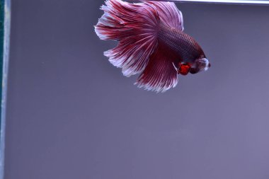 Yarım Ay Beta balığı siyah arka planda izole edilmiş. Beyaz vücut ve kırmızı karışım beyaz kuyruk