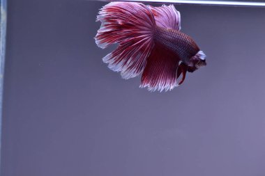 Yarım Ay Beta balığı siyah arka planda izole edilmiş. Beyaz vücut ve kırmızı karışım beyaz kuyruk