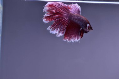 Yarım Ay Beta balığı siyah arka planda izole edilmiş. Beyaz vücut ve kırmızı karışım beyaz kuyruk