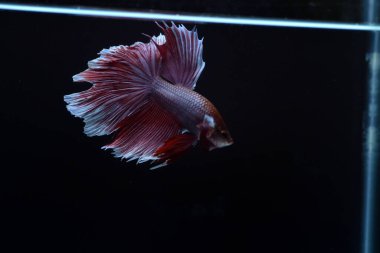 Yarım Ay Beta balığı siyah arka planda izole edilmiş. Beyaz vücut ve kırmızı karışım beyaz kuyruk