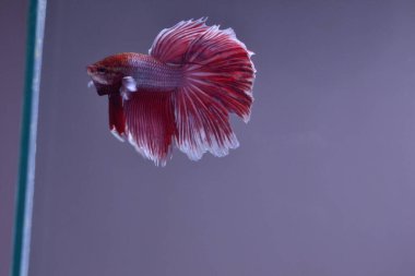 Yarım Ay Beta balığı siyah arka planda izole edilmiş. Beyaz vücut ve kırmızı karışım beyaz kuyruk