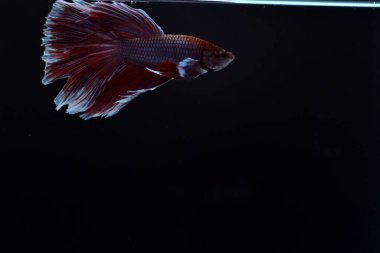 Yarım Ay Beta balığı siyah arka planda izole edilmiş. Beyaz vücut ve kırmızı karışım beyaz kuyruk