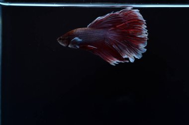 Yarım Ay Beta balığı siyah arka planda izole edilmiş. Beyaz vücut ve kırmızı karışım beyaz kuyruk