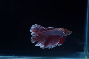 Yarım Ay Beta balığı siyah arka planda izole edilmiş. Beyaz vücut ve kırmızı karışım beyaz kuyruk