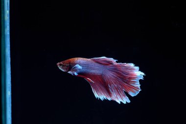 Yarım Ay Beta balığı siyah arka planda izole edilmiş. Beyaz vücut ve kırmızı karışım beyaz kuyruk