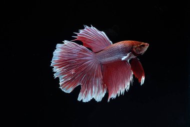Yarım Ay Beta balığı siyah arka planda izole edilmiş. Beyaz vücut ve kırmızı karışım beyaz kuyruk