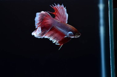 Yarım Ay Beta balığı siyah arka planda izole edilmiş. Beyaz vücut ve kırmızı karışım beyaz kuyruk