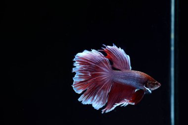 Yarım Ay Beta balığı siyah arka planda izole edilmiş. Beyaz vücut ve kırmızı karışım beyaz kuyruk