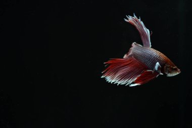 Yarım Ay Beta balığı siyah arka planda izole edilmiş. Beyaz vücut ve kırmızı karışım beyaz kuyruk