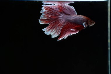 Yarım Ay Beta balığı siyah arka planda izole edilmiş. Beyaz vücut ve kırmızı karışım beyaz kuyruk