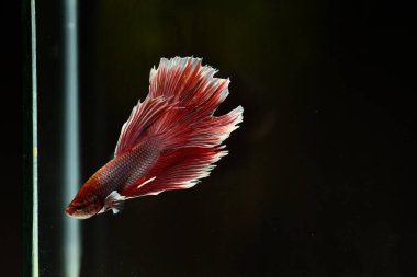 Yarım Ay Beta balığı siyah arka planda izole edilmiş. Beyaz vücut ve kırmızı karışım beyaz kuyruk