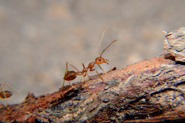 Weaver karıncaları ya da yeşil karıncalar. Weaver karıncaları ağaçlarda yaşar ve işçilerin larva lifini kullanarak birlikte yuva kurdukları eşsiz yuva kurma davranışlarıyla tanınırlar.