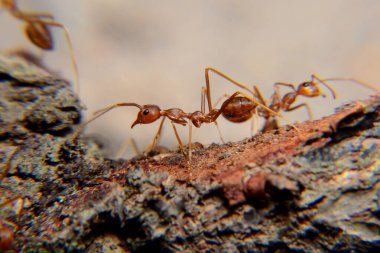 Weaver karıncaları ya da yeşil karıncalar. Weaver karıncaları ağaçlarda yaşar ve işçilerin larva lifini kullanarak birlikte yuva kurdukları eşsiz yuva kurma davranışlarıyla tanınırlar.