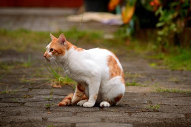 Evcil kediler Turuncu ve beyazdır