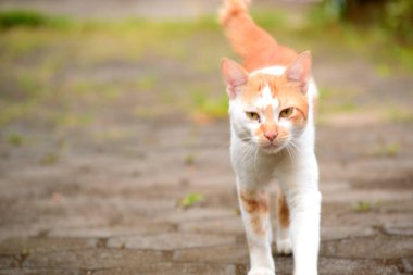 Evcil kediler Turuncu ve beyazdır