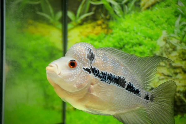 Cuerno Flores Uno Los Peces Ornamentales Más Conocidos Que Conservan — Foto de Stock