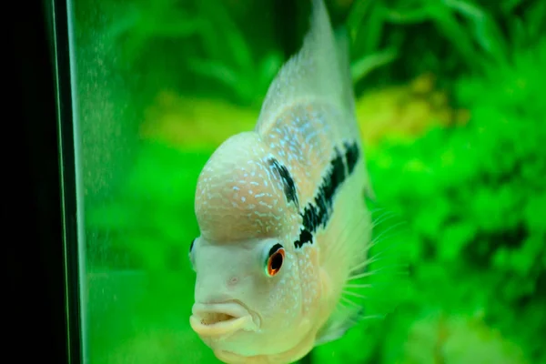 Flowerhorn Akvaryumlarda Bulunan Ünlü Süs Balıklarından Biridir Çünkü Pullarının Canlı — Stok fotoğraf