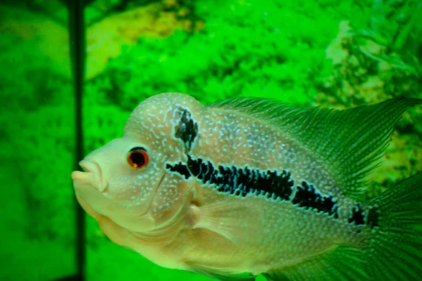 Flowerhorn Akvaryumlarda Bulunan Ünlü Süs Balıklarından Biridir Çünkü Pullarının Canlı — Stok fotoğraf
