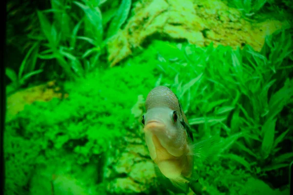 Cuerno Flores Uno Los Peces Ornamentales Más Conocidos Que Conservan —  Fotos de Stock