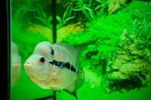 Cuerno Flores Uno Los Peces Ornamentales Más Conocidos Que Conservan — Foto de Stock