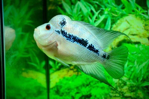 Flowerhorn Akvaryumlarda Bulunan Ünlü Süs Balıklarından Biridir Çünkü Pullarının Canlı — Stok fotoğraf