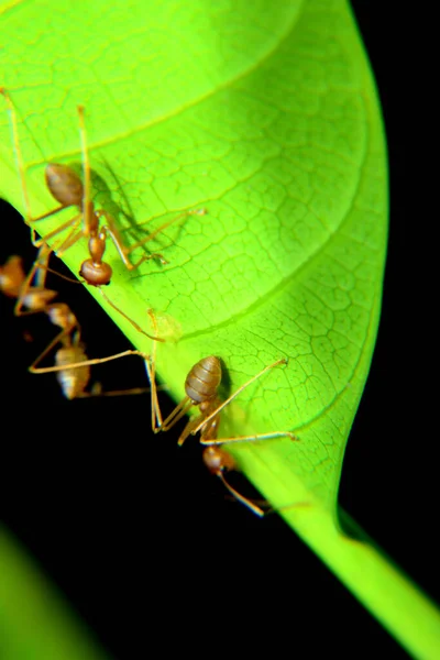 Weaver ants or green ants. Weaver ants live in trees