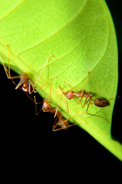 Weaver ants or green ants. Weaver ants live in trees