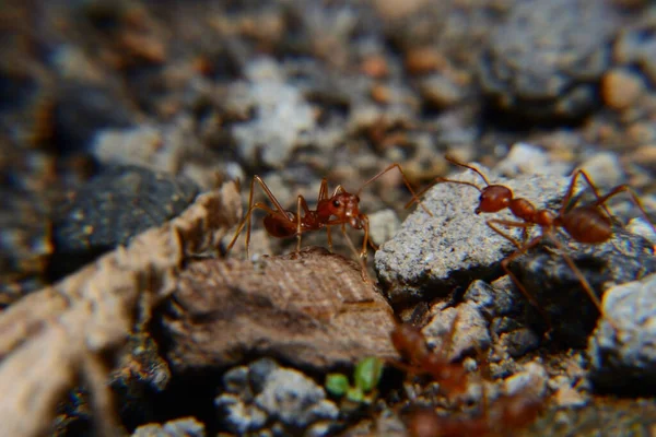 Weaver ants or green ants. Weaver ants live in trees and are known for their unique nest building behaviour where workers construct nests by weaving together leaves using larval silk