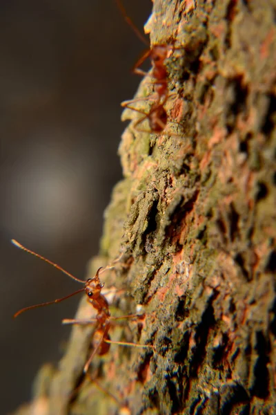 Weaver ants or green ants. Weaver ants live in trees and are known for their unique nest building behaviour where workers construct nests by weaving together leaves using larval silk