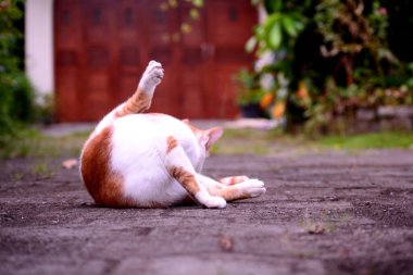 Evcil kediler Turuncu ve beyazdır