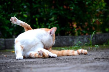 Evcil kediler Turuncu ve beyazdır