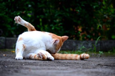 Evcil kediler Turuncu ve beyazdır