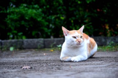 Evcil kediler Turuncu ve beyazdır