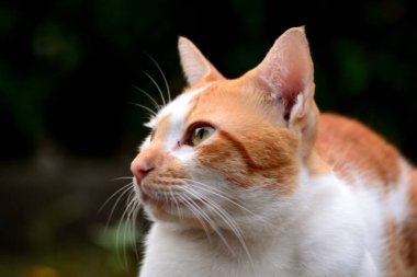 Evcil kediler Turuncu ve beyazdır