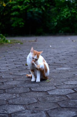 Evcil kediler Turuncu ve beyazdır
