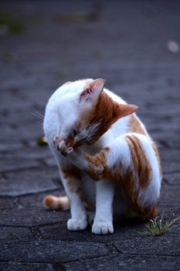 Evcil kediler Turuncu ve beyazdır