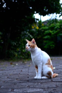 Kediler turuncu ve beyazdır.