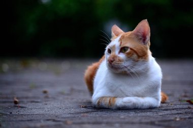 Kediler turuncu ve beyazdır.