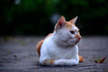 Kediler turuncu ve beyazdır.