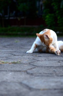Kediler turuncu ve beyazdır.
