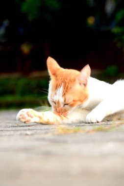 Kediler turuncu ve beyazdır.