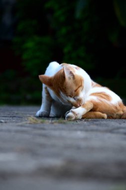 Kediler turuncu ve beyazdır.