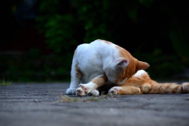 Kediler turuncu ve beyazdır.